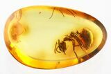 Detailed Fossil Ant (Yantaromyrmex) In Baltic Amber #328131-1